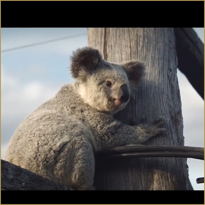 How A Koala Revitalised Insurance